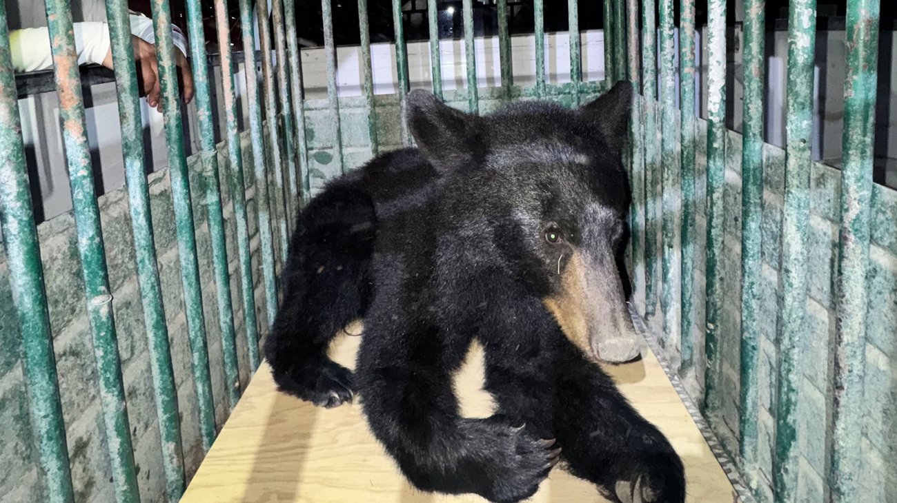 Rescatan a pequeño oso atrapado en un árbol en Parras