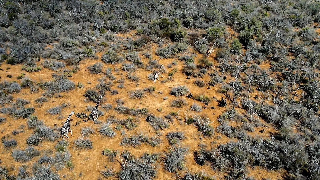 Jirafas en Coahuila no son fauna silvestre: Medio Ambiente