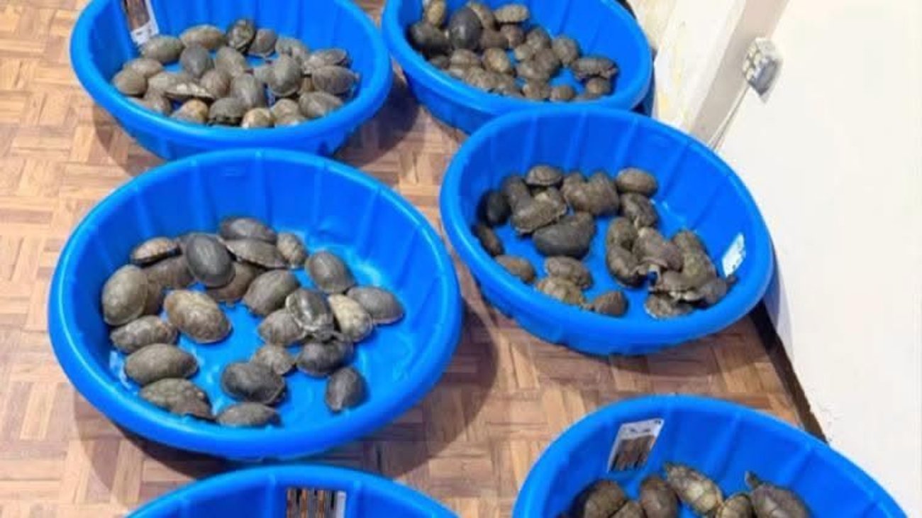 Aseguran 350 tortugas asiáticas en Aeropuerto de Matamoros