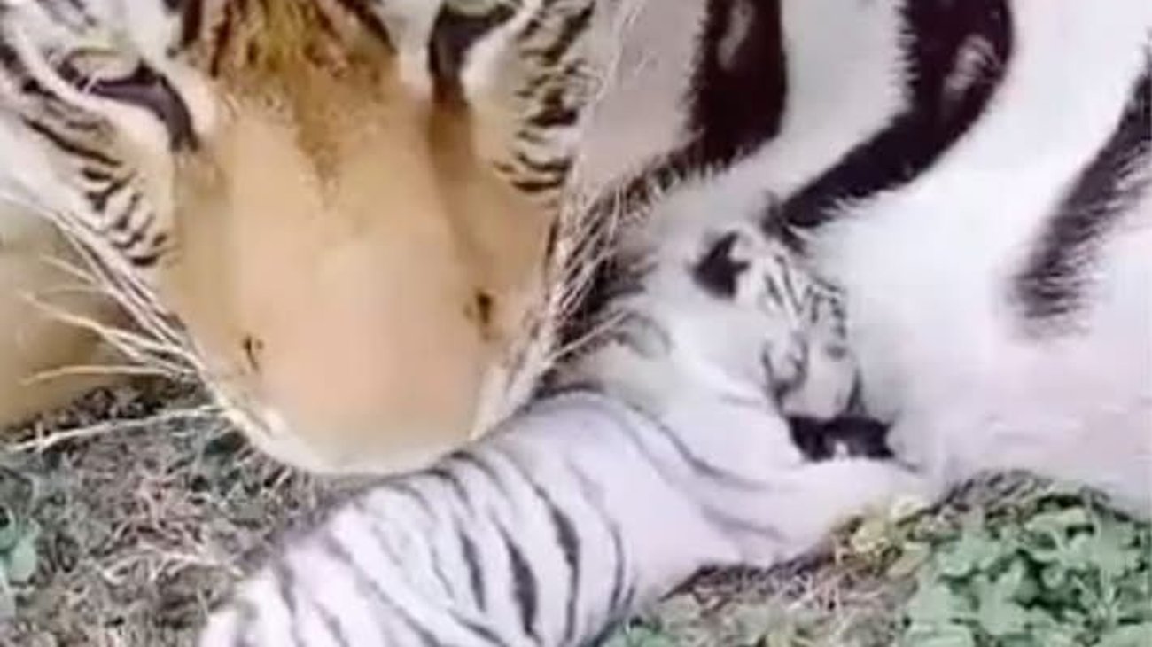 Nace una cría de tigre blanco en Ecopark Matamoros