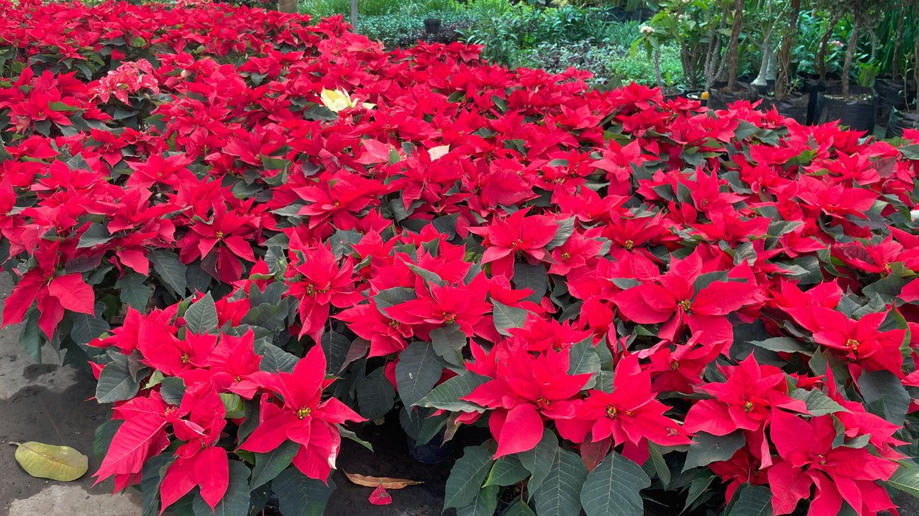 Este es el significado de la flor de Nochebuena en la Navidad