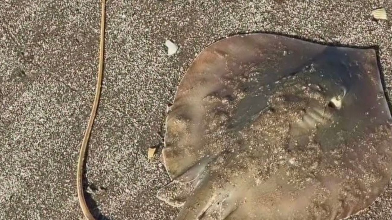 Crecen los casos de picadura de mantarraya en Playa Bagdad