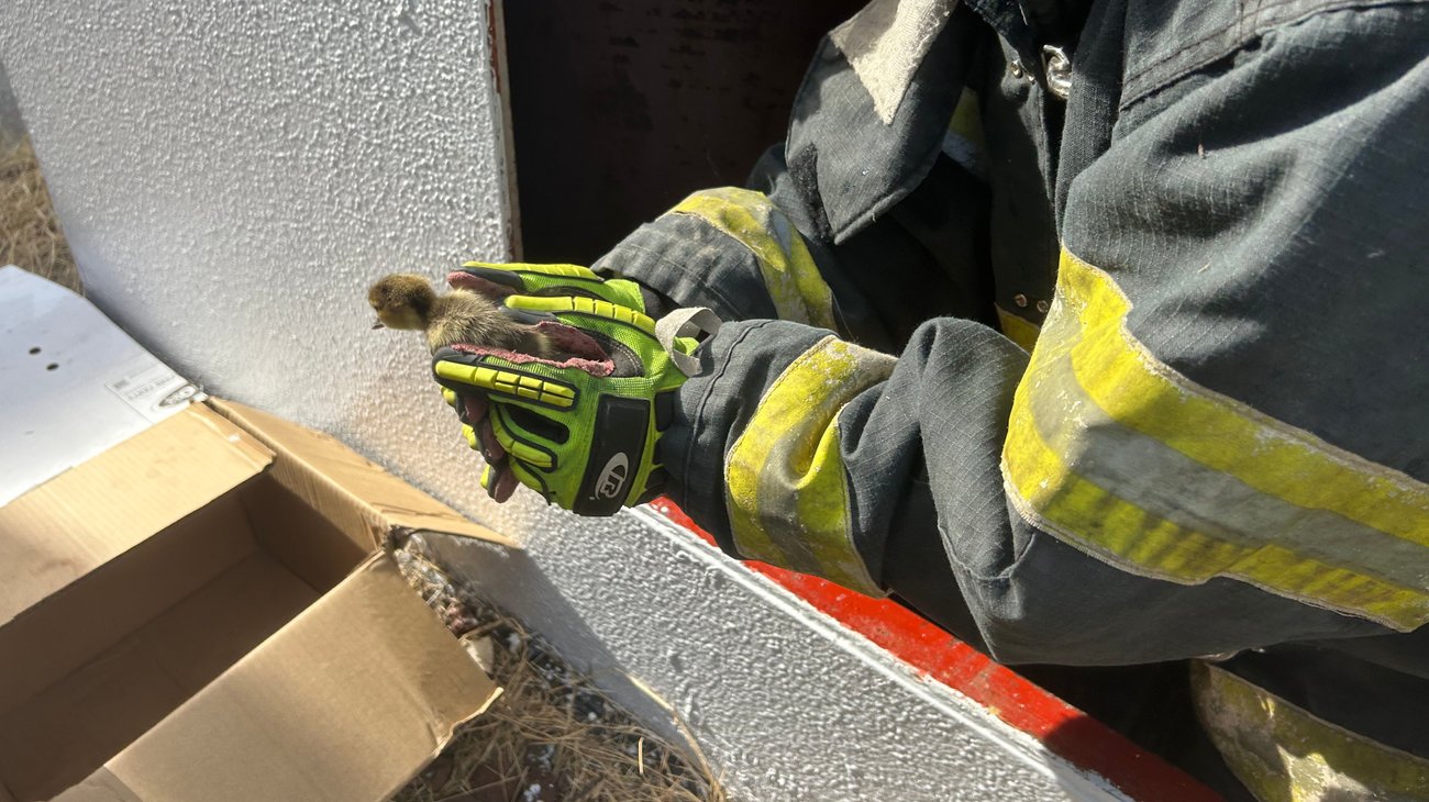 Rescatan a 10 patitos atrapados en panorámico de supermercado