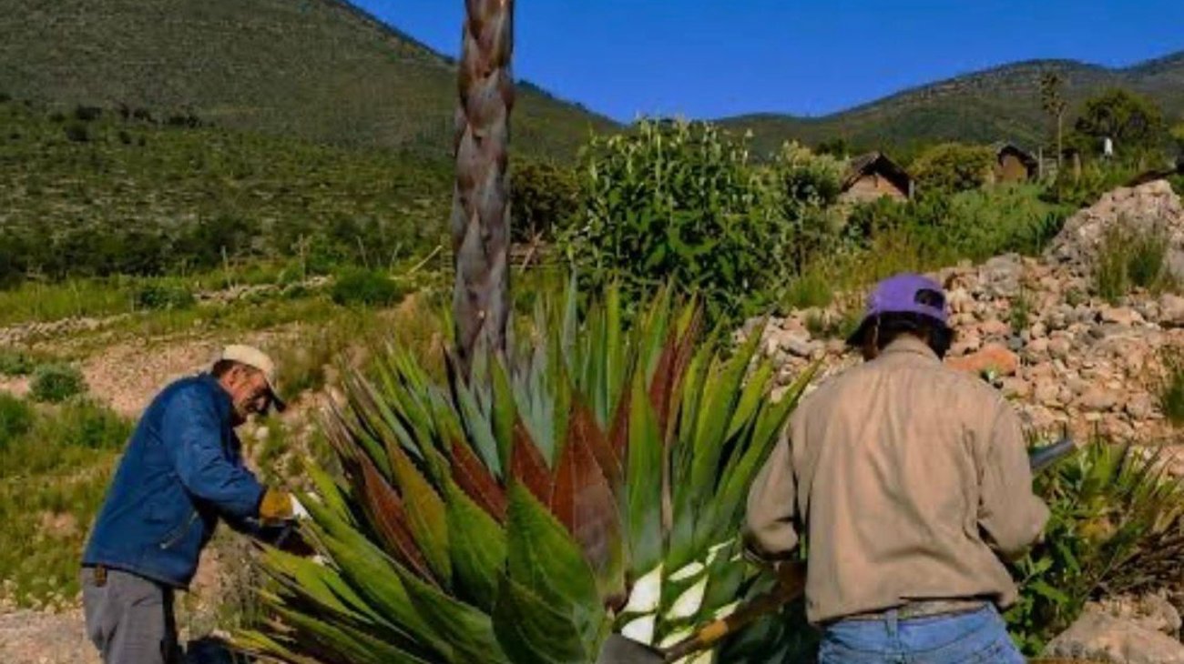 Mezcal de Tamaulipas gana plata tras rescate de agaves serranos