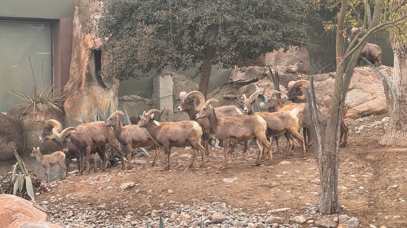Museo del Desierto prepara reintroducción del borrego cimarrón