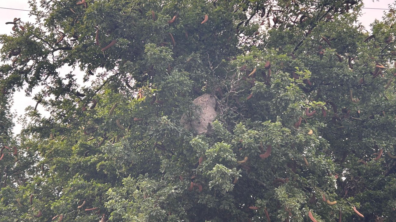 Reportan riesgo por grandes enjambres de abejas en Villa Dorada