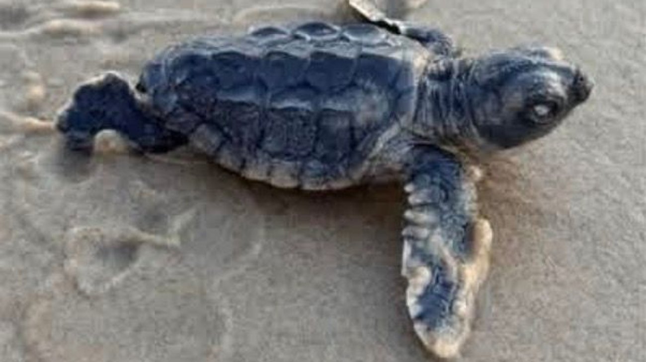Primera tortuga caguama es liberada en Playa Bagdad