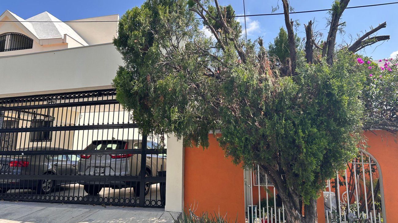 Vecinos reportan panal de abejas en la colonia Villa de Fuentes