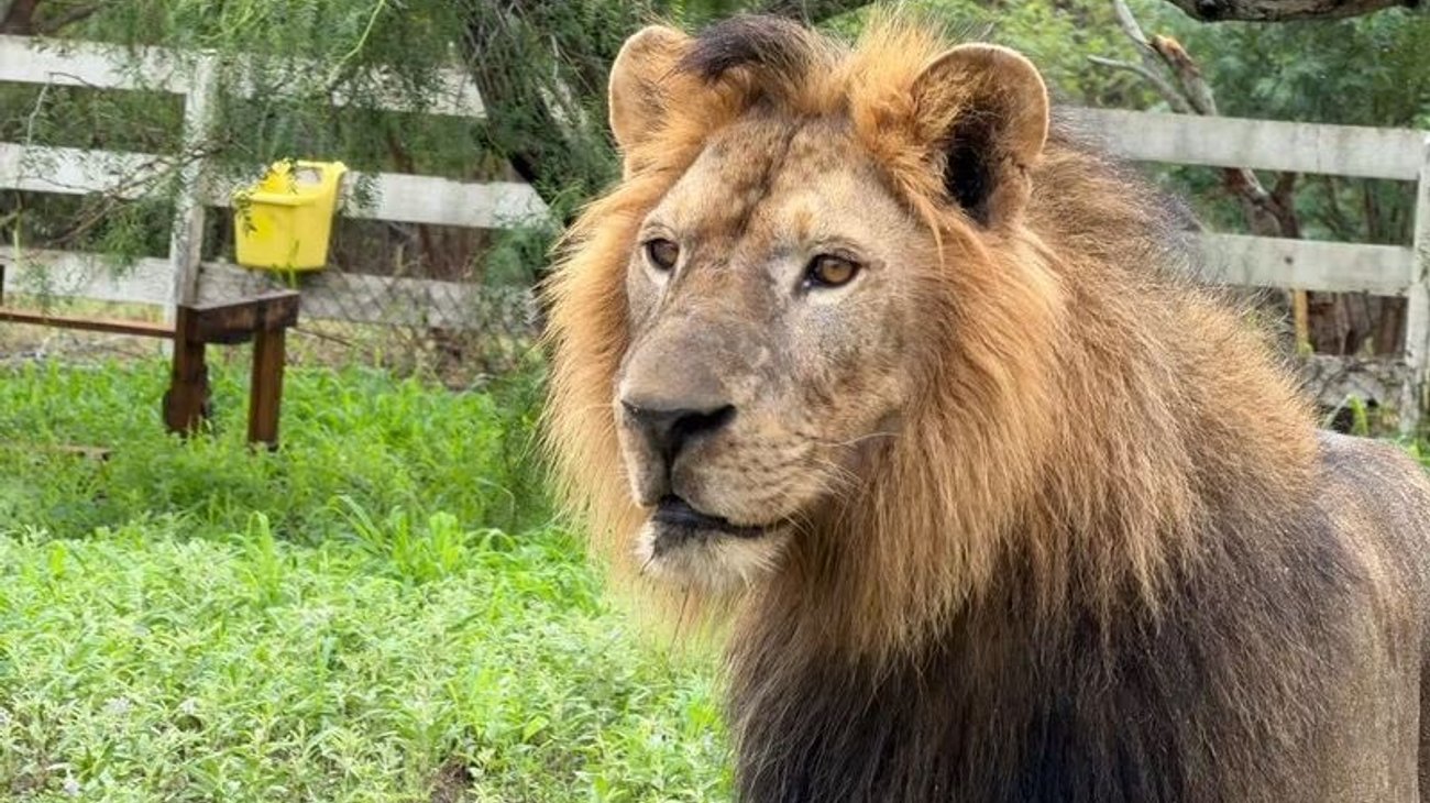 Capturan a león en Matamoros tras más de dos horas de operativo