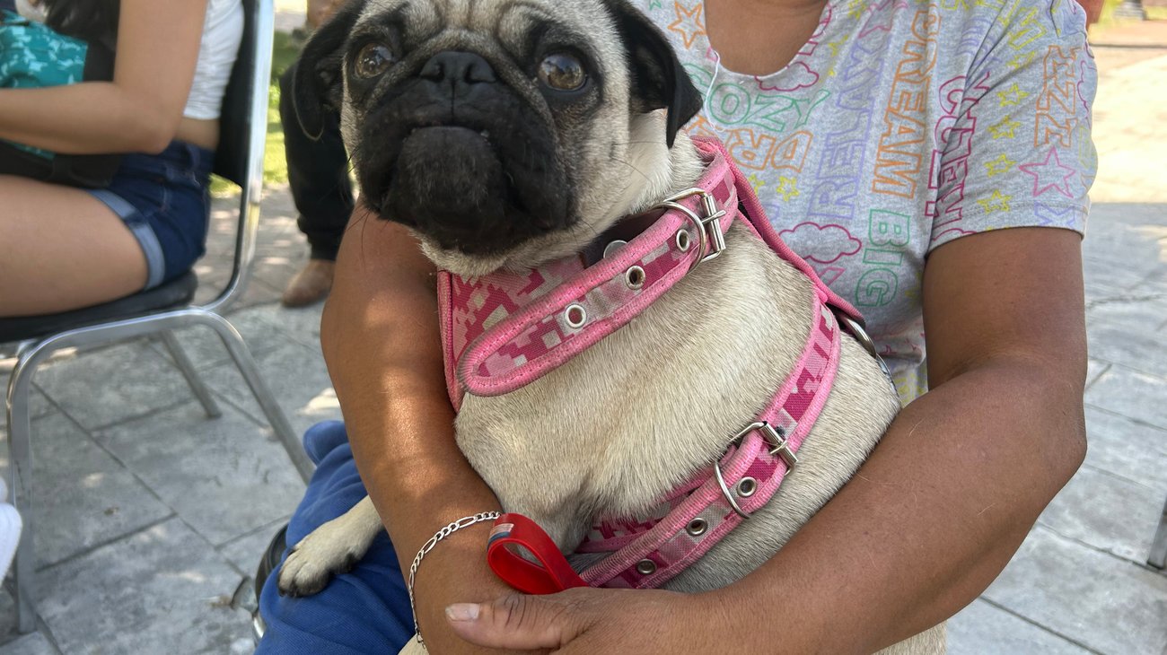 Llevarán esterilizaciones gratuitas a colonias de Ramos Arizpe
