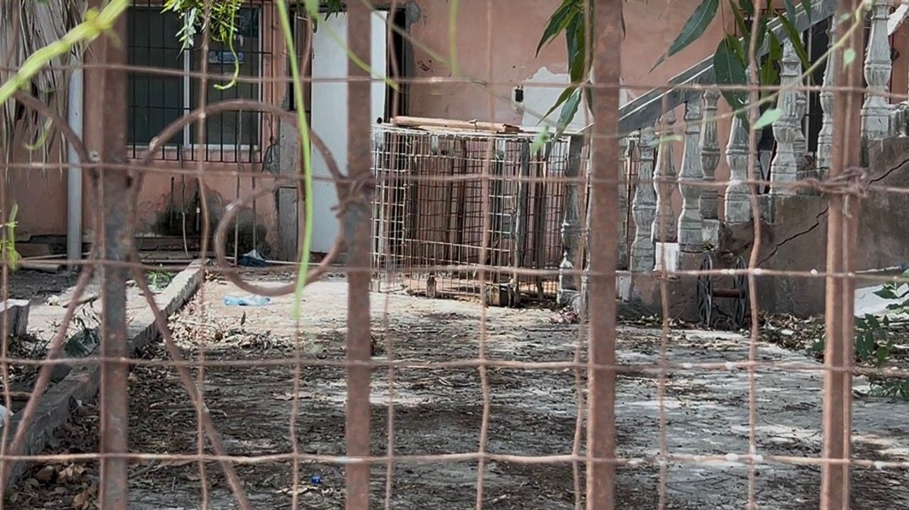 Preparan traslado de león rescatado al EcoParque Matamoros