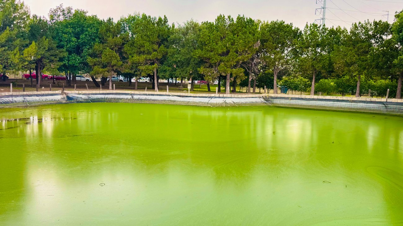 Crece la aparición de algas en lago del Bosque Urbano de Saltillo