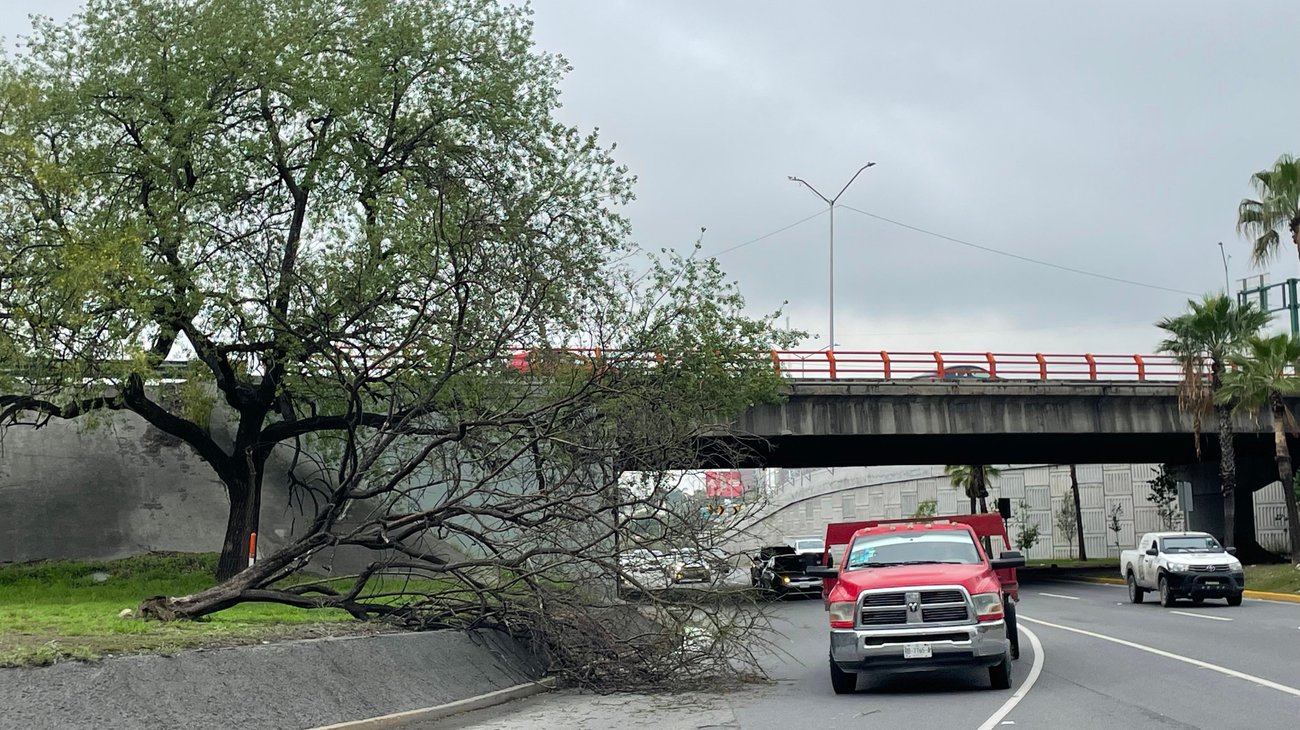 Derriba tormenta árbol y obstruye Morones Prieto