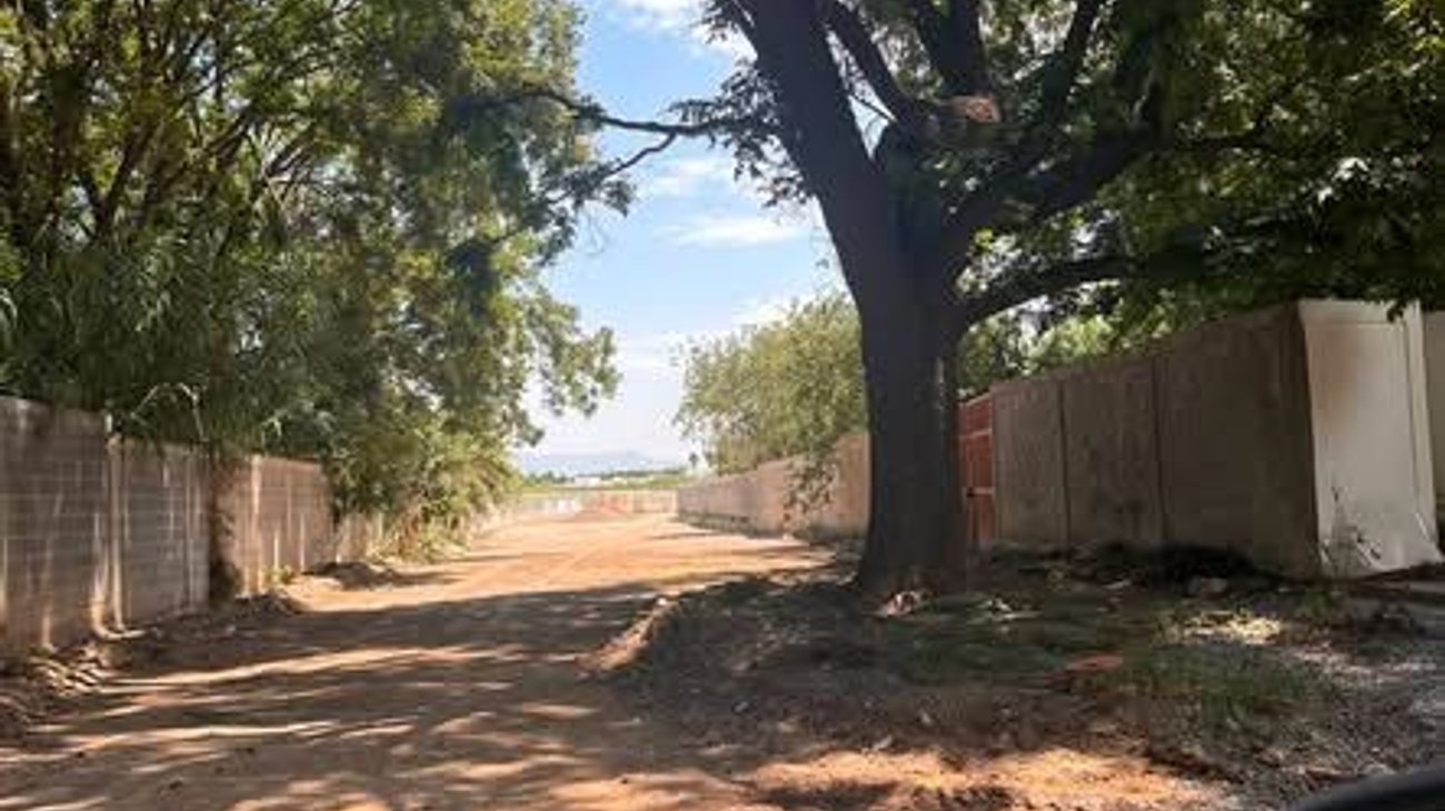Vecinos cuestionan tala de nogal adulto en Saltillo