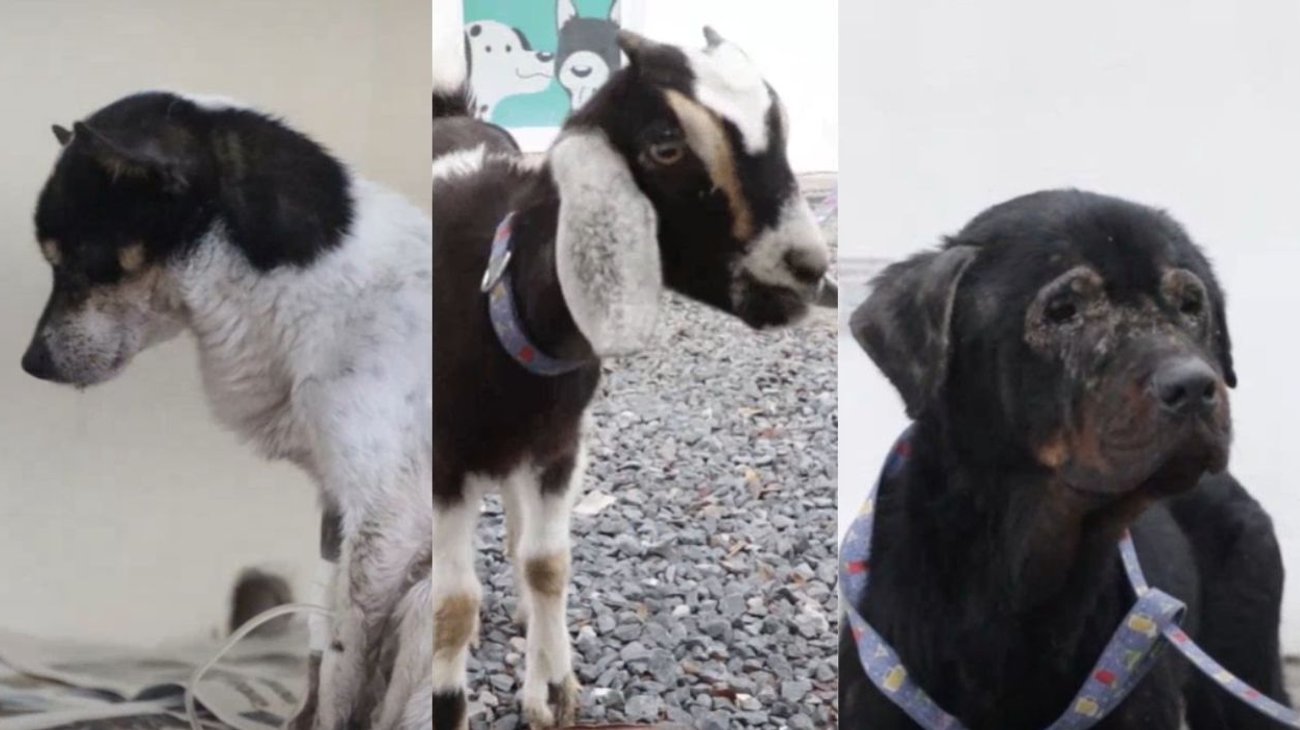 Rescatan animales en abandono bajo reportes ciudadanos