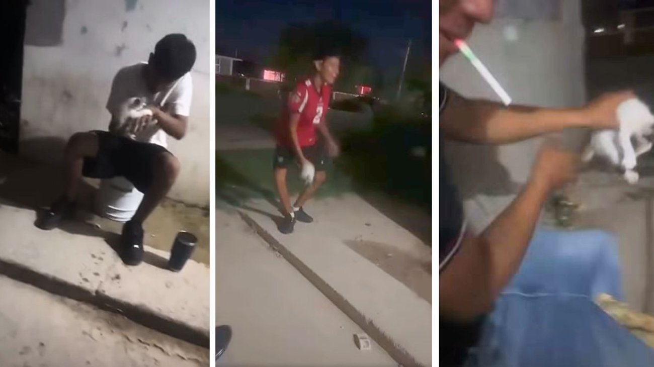 Indigna video de jóvenes que lanzan a un gato en Frontera