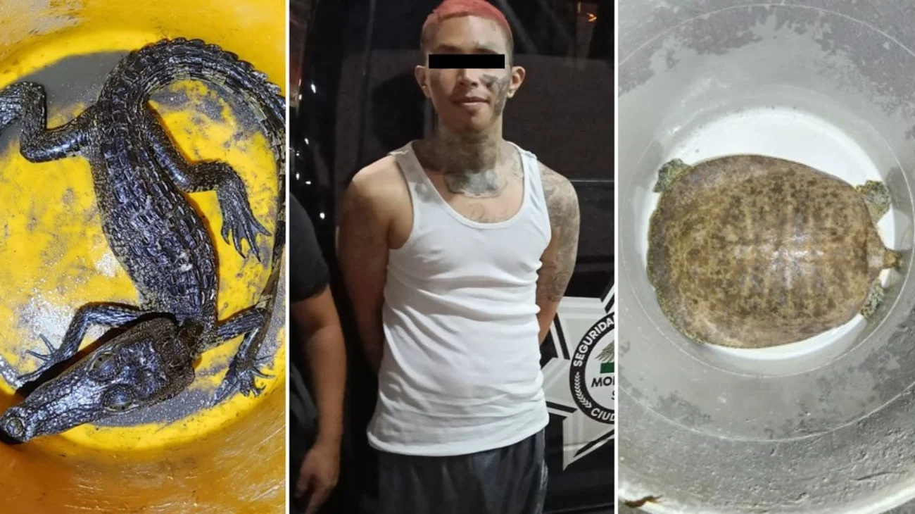 Detienen a joven con arma, un caimán y una tortuga