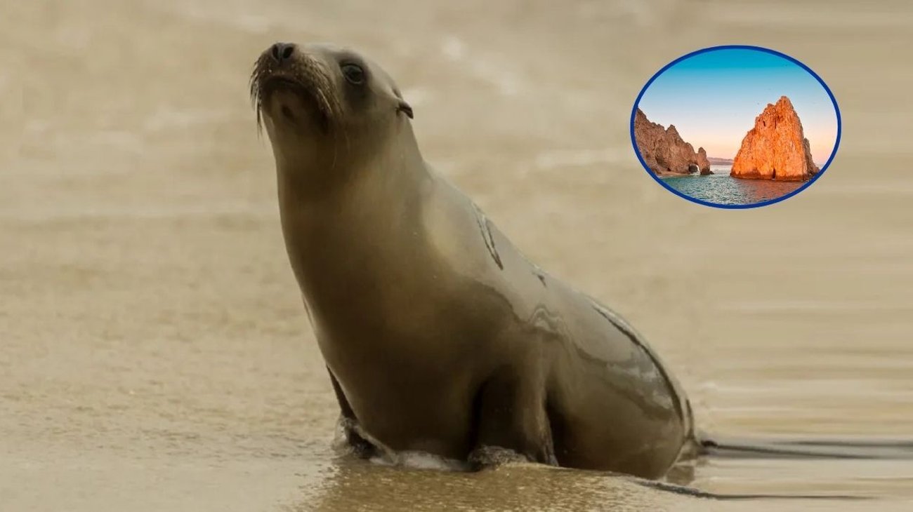 Lobo marino es rescatado en Cabo San Lucas por problemas físicos