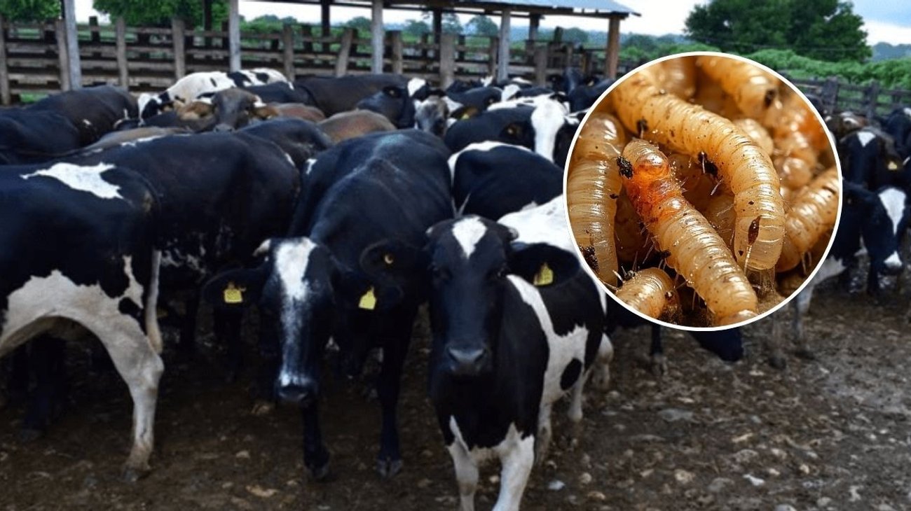 México y EUA buscan reabrir exportación afectada por gusano 