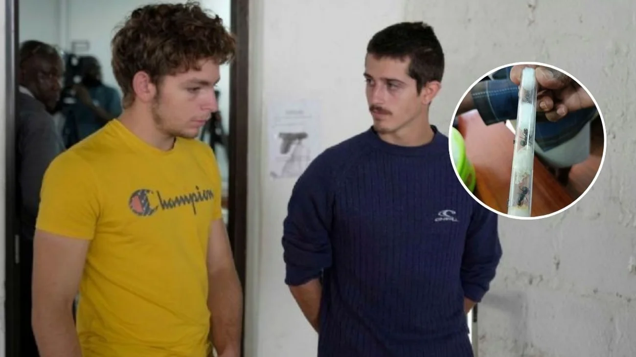 Condenarán a jóvenes que iban vender hormigas en 150 mil pesos