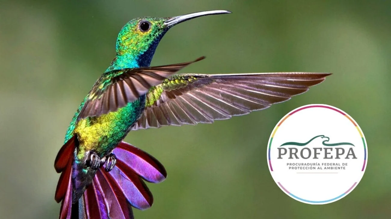Nueve años de cárcel a quien mate o capture colibríes: Pofepa