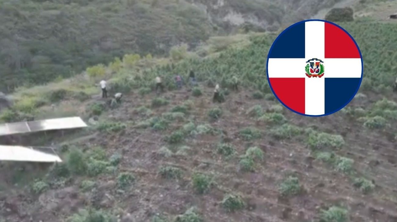 República Dominicana decomisa más de 15 mil plantas de marihuana