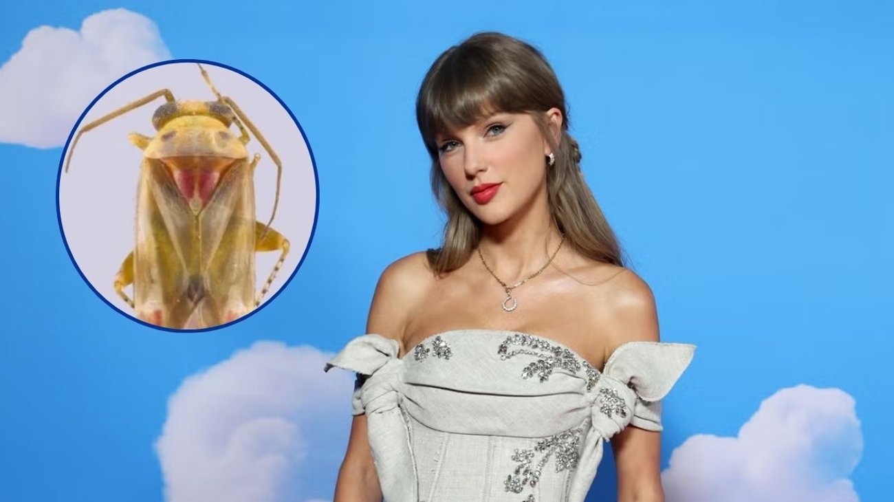 Insectos descubiertos en Australia llevan nombres de Taylor Swift