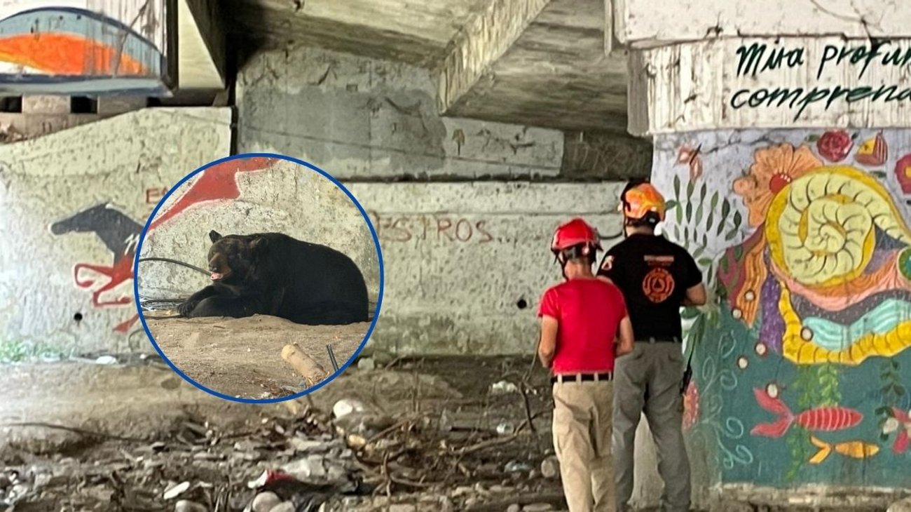 Movilizan autoridades por presencia de oso en Río La Silla