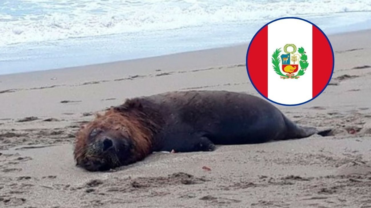 Perú investiga la muerte de más de mil lobos marinos