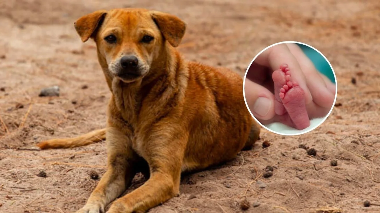 Perro carga en su hocico el cuerpo de un neonato en Tlaxcala