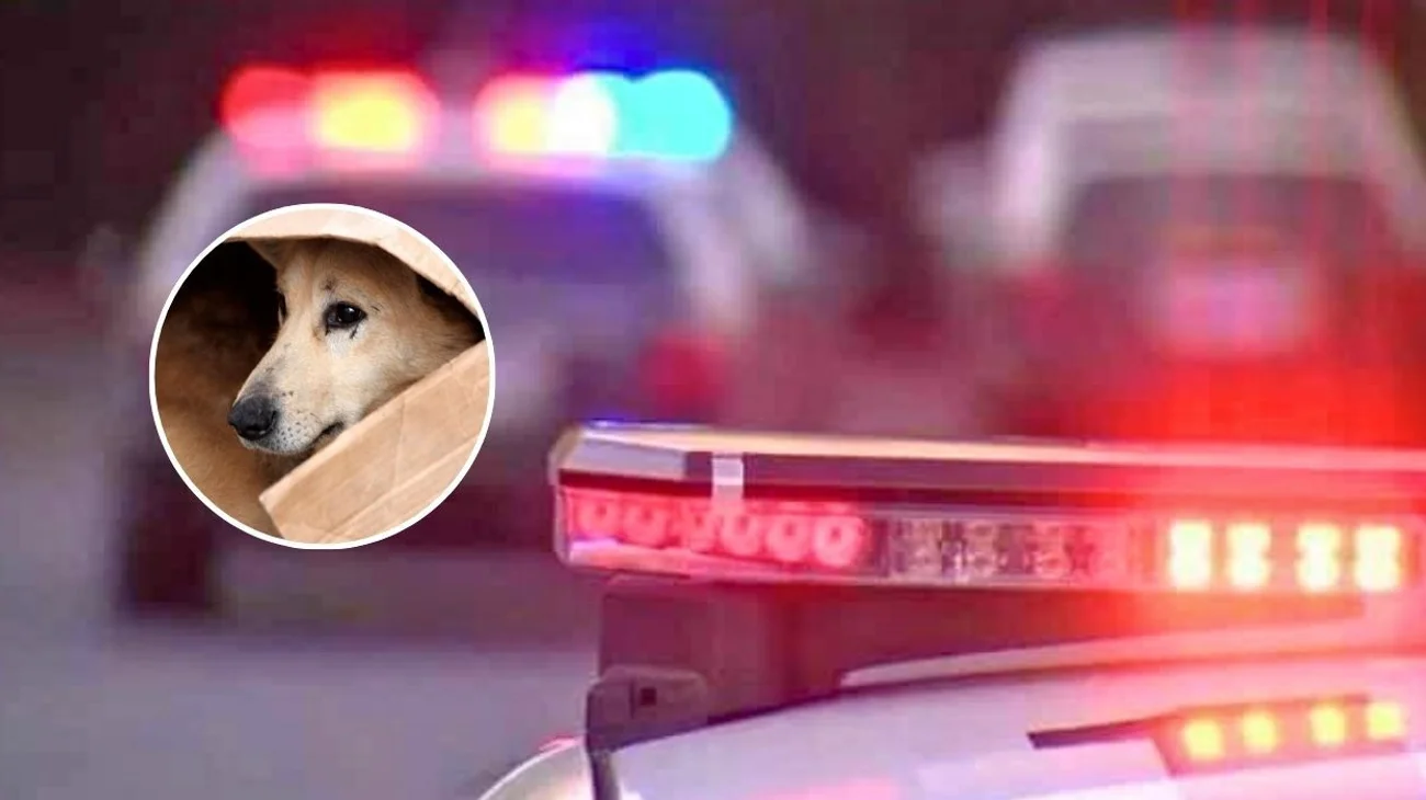 Halla el cuerpo de su madre devorado por sus perros en Coahuila