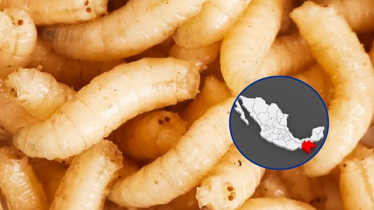 Chiapas registra 124 casos activos de gusano barrenador