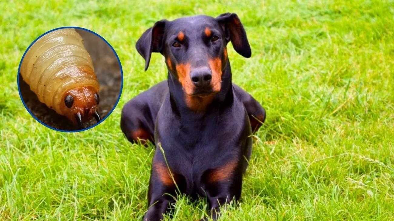 Atienden caso de gusano barrenador en un perro en CDMX