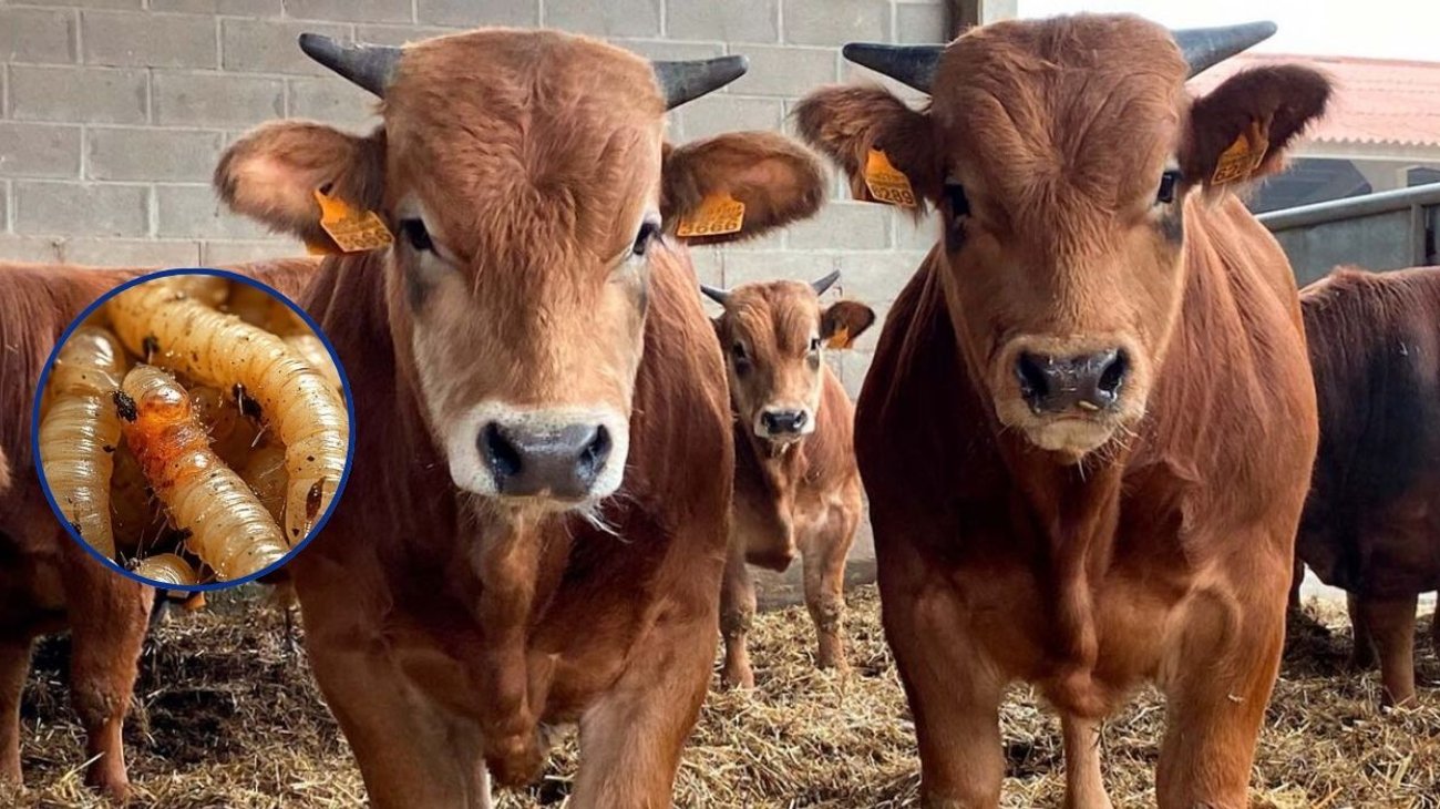 Aumentan a 118 casos de gusano barrenador en una semana 