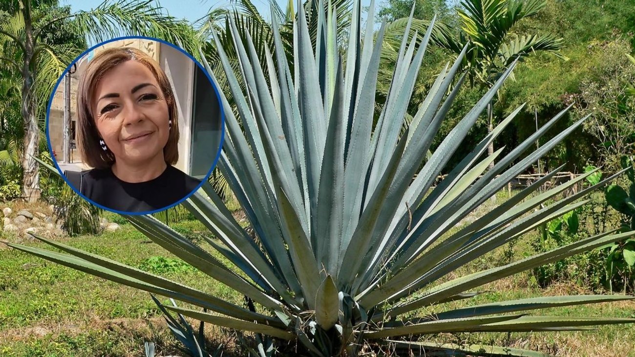Buscan certificación de origen del mezcal para impulsar a Reynosa