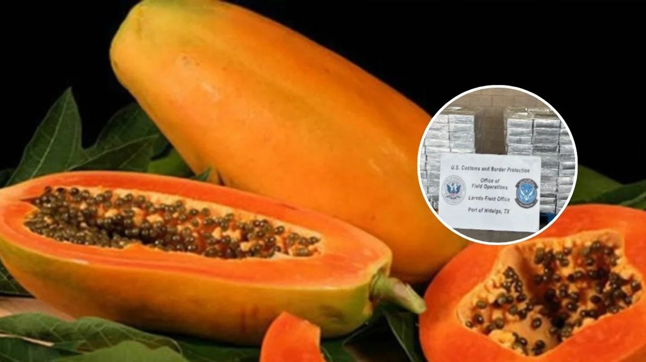Descubren droga en cargamento de papaya procedente de Reynosa