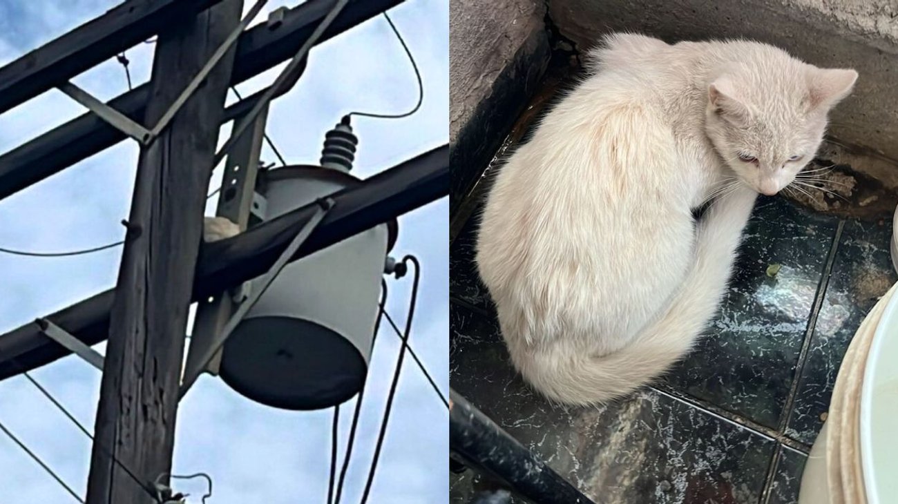 Rescatan a gatito que quedó atrapado en un poste en Guadalupe