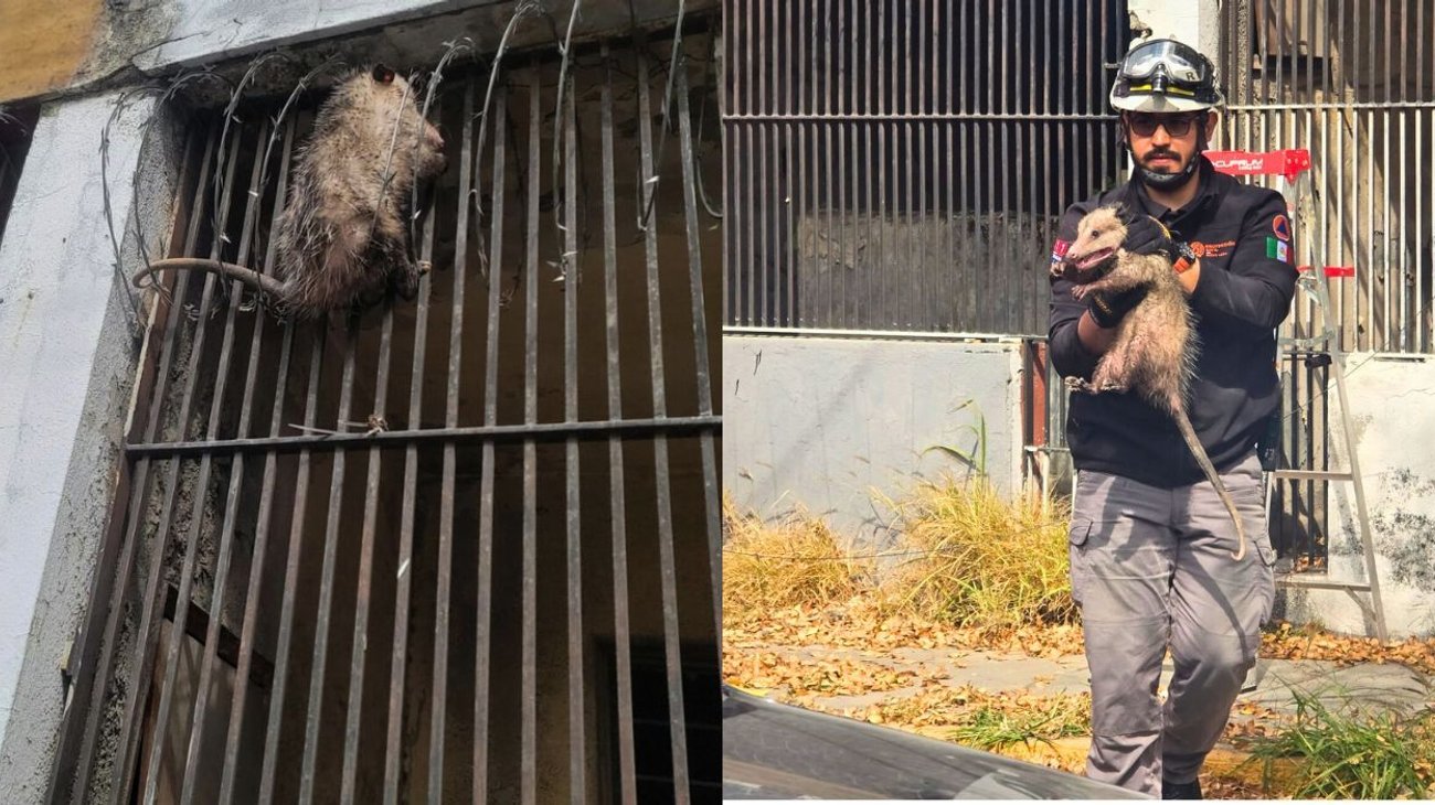 Rescatan tlacuache en vivienda del centro de Monterrey