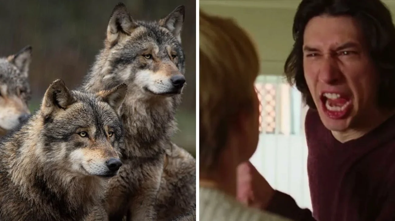 Usan discusión de 'Historia de un matrimonio' para alejar a lobos