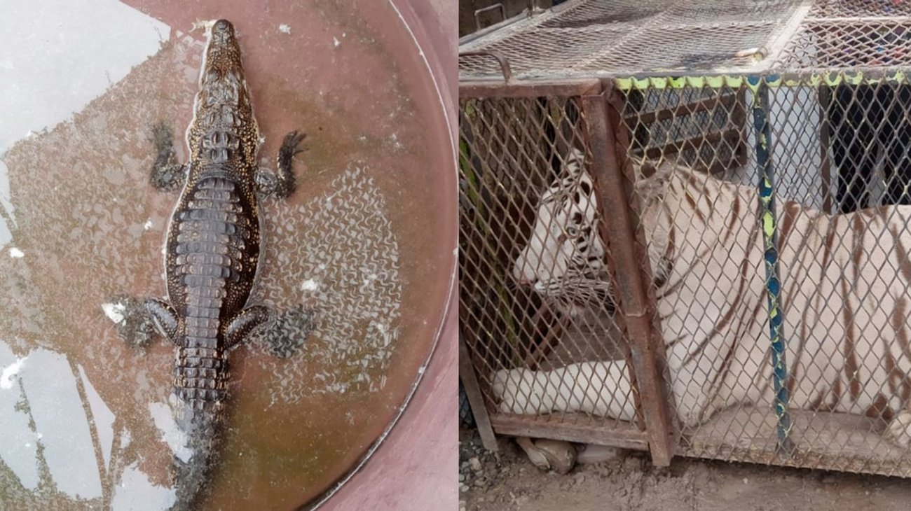 Aseguran tigre y cocodrilo en un autolavado de Chihuahua