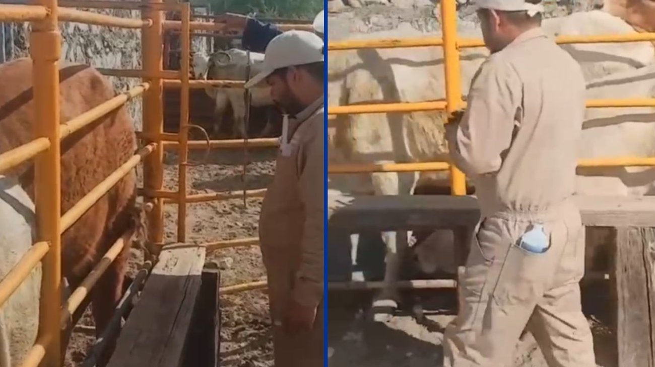 Alerta en Coahuila por gusano barrenador en Castaños