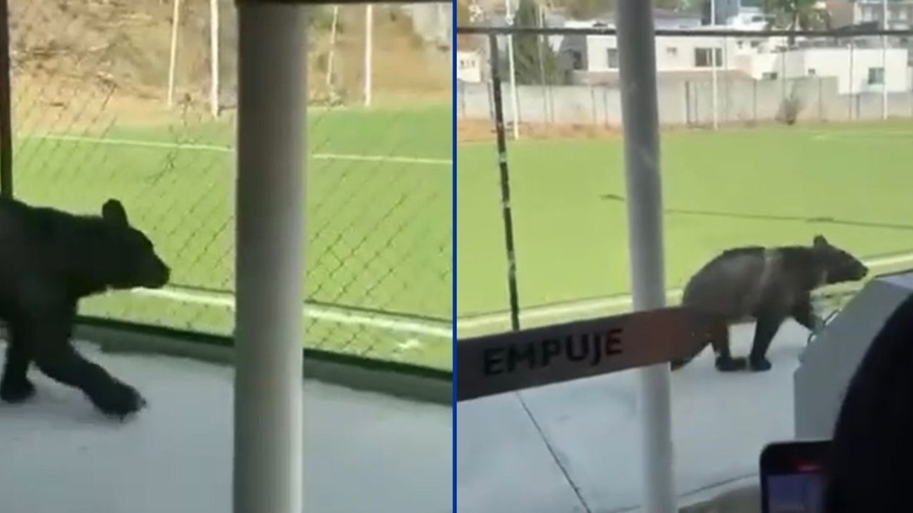 Oso negro sorprende a alumnos en preparatoria de Monterrey
