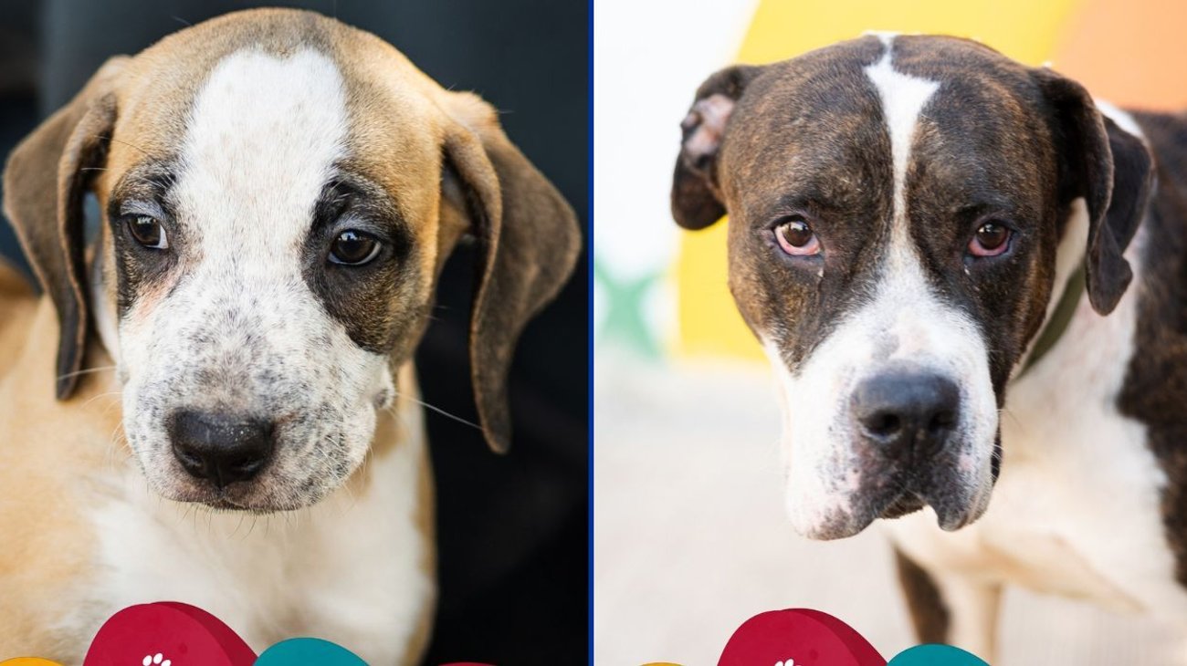 Santa Catarina impulsa adopción responsable de mascotas