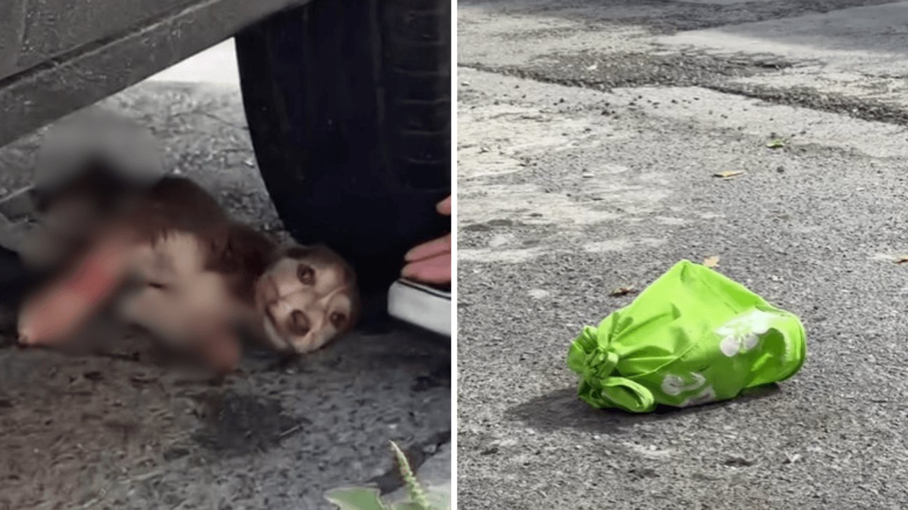 Abandonan a perrito dentro de una bolsa en Guadalupe