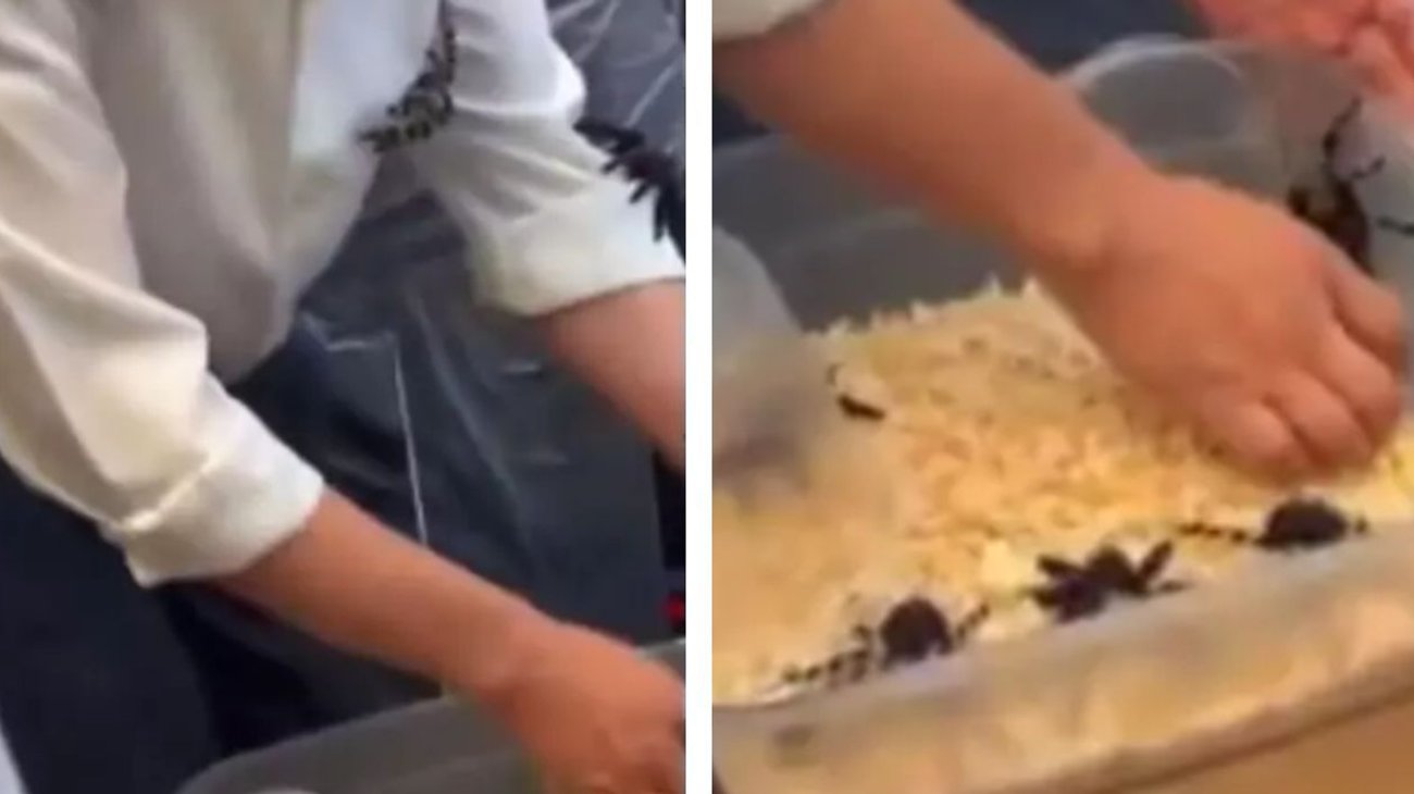 Detienen a hombre por presunto tráfico de tarántulas en CDMX