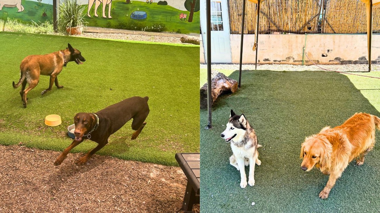 De cuidar un perro a crear un hotel para 60 mascotas