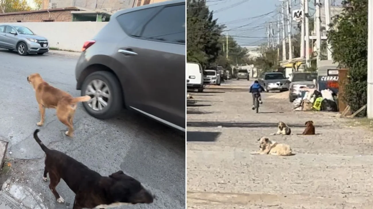 Perros callejeros; un problema social en Nuevo Laredo