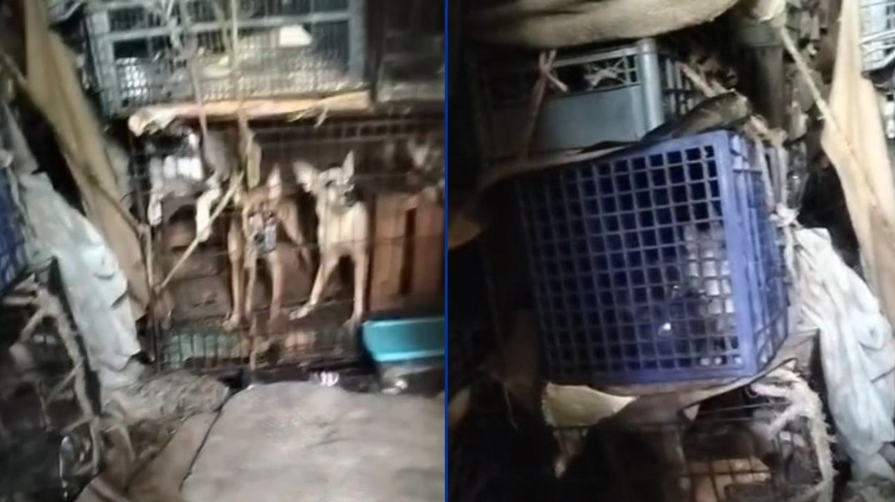 Hallan animales maltratados en vivienda de Matamoros