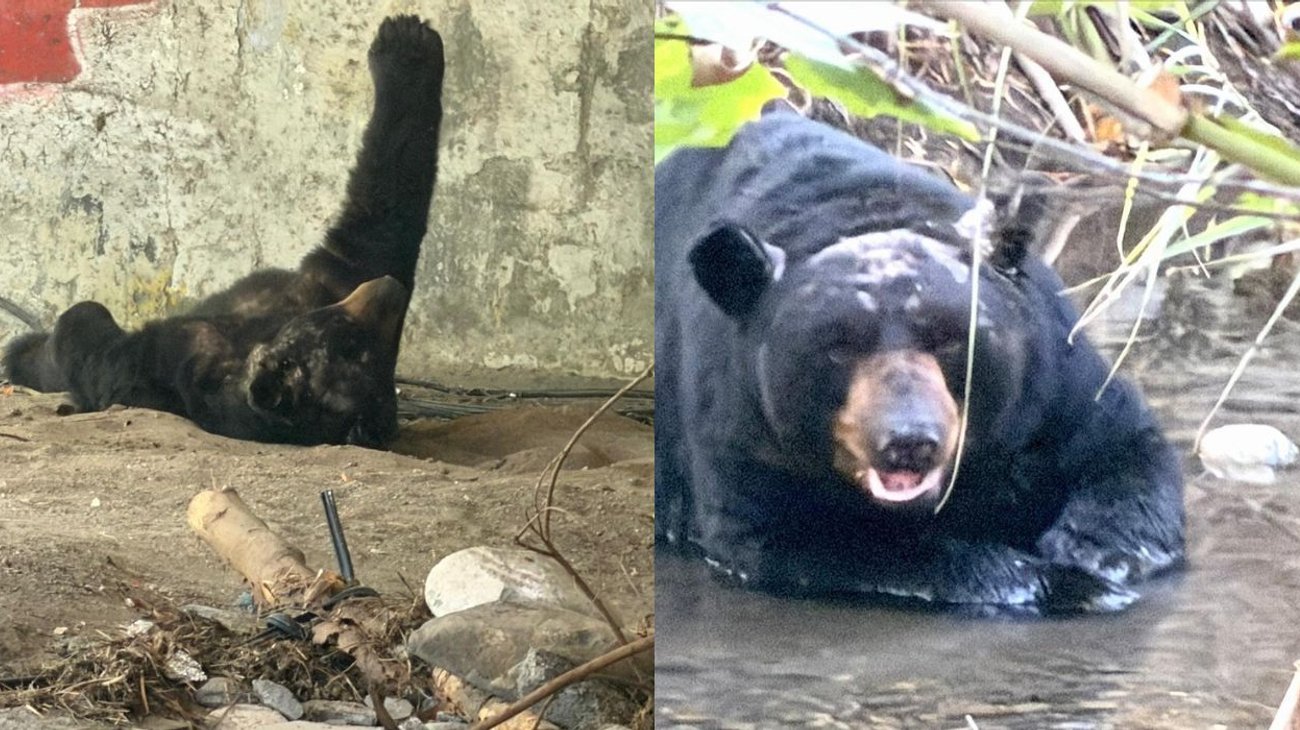 Oso del Río La Silla está sano; solo descansaba: PVSNL