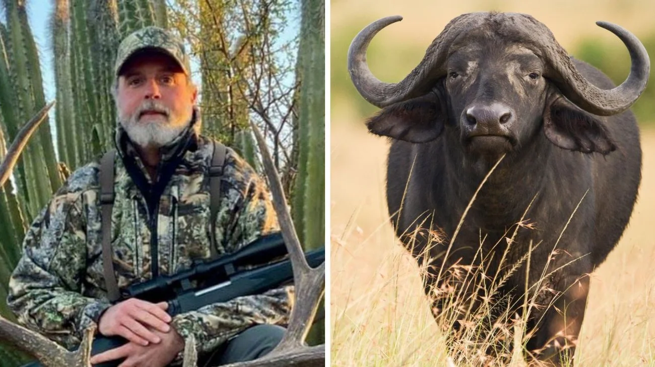 Muere empresario embestido por un búfalo que intentaba cazar